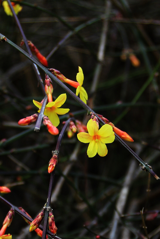 迎春花 074.jpg