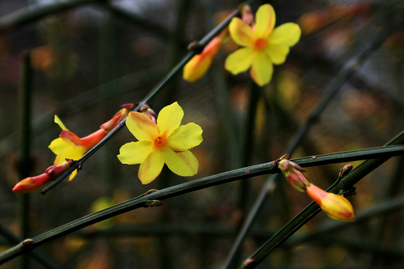 迎春花 098.jpg
