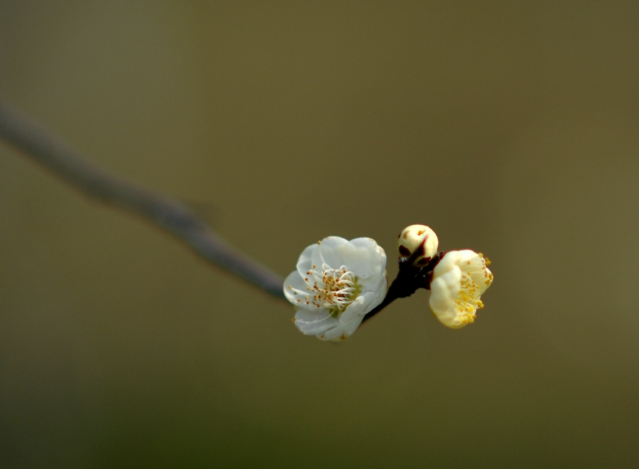 DSC_0170.JPG