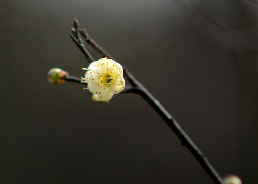 DSC_0197.JPG