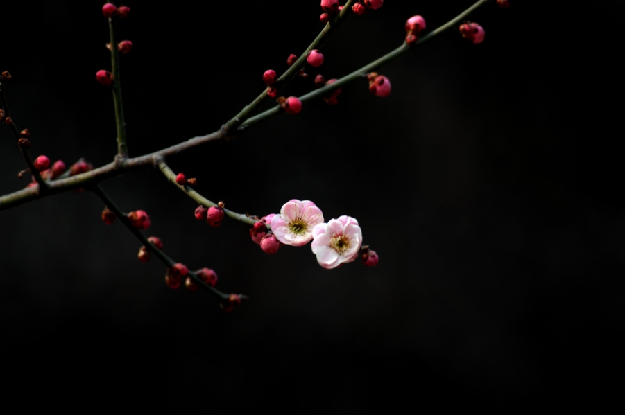 DSC_0011.JPG