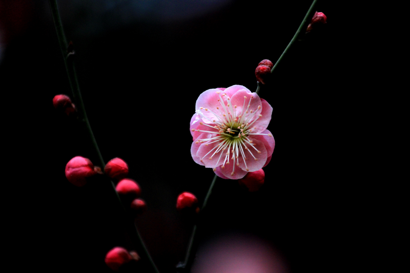 梅花 039.jpg