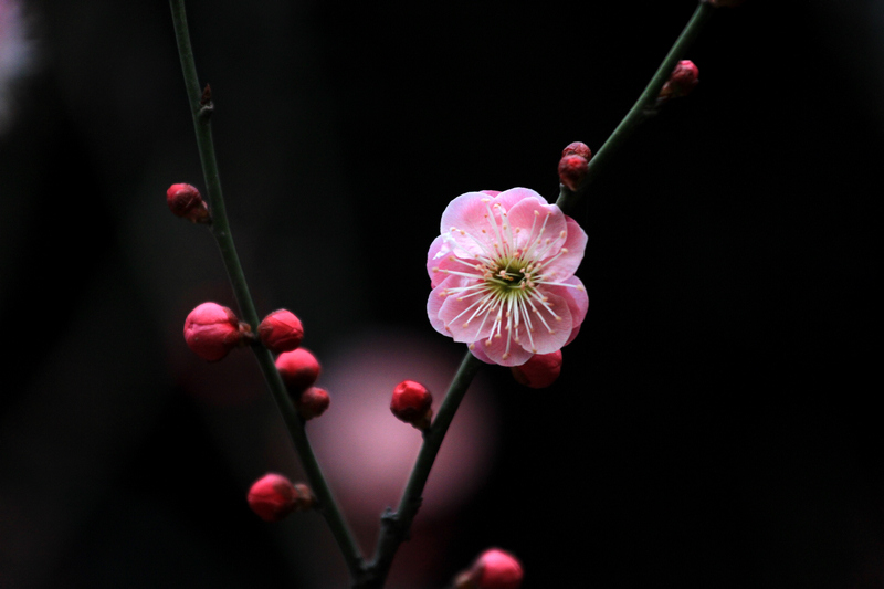 梅花 050.jpg
