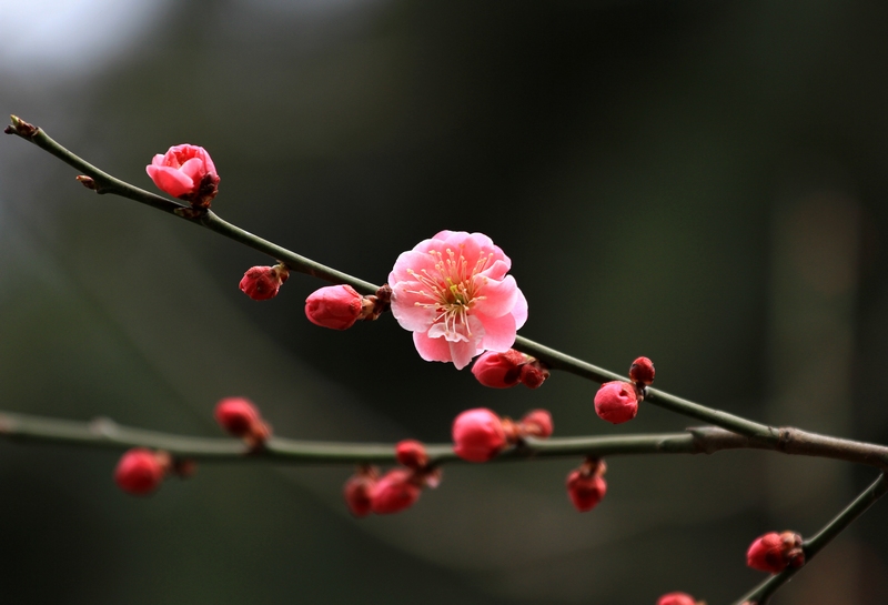 红梅花 047.jpg