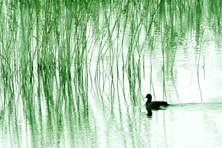 黄河湿地春暖野鸭知.jpg