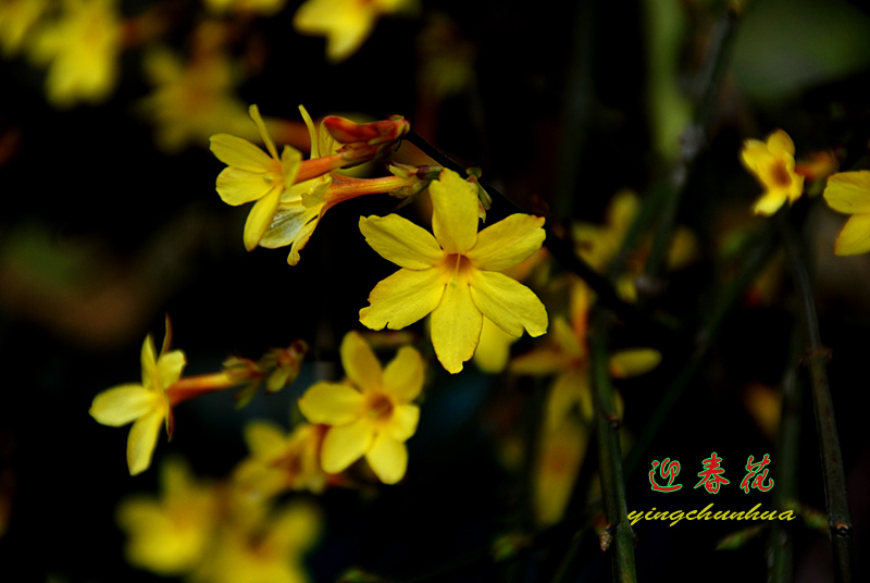 迎春花开 (1).jpg