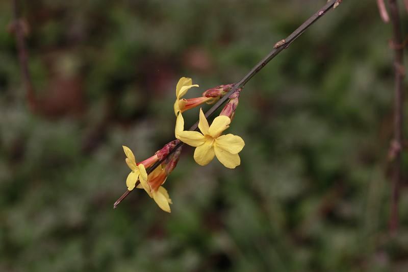 迎春花 005.jpg