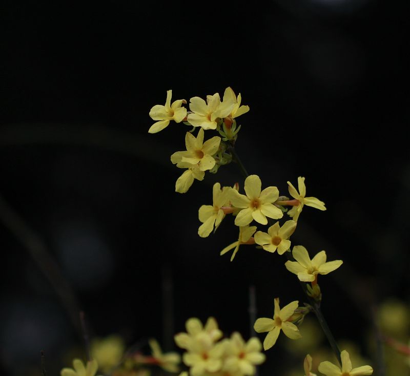 迎春花 050A.jpg