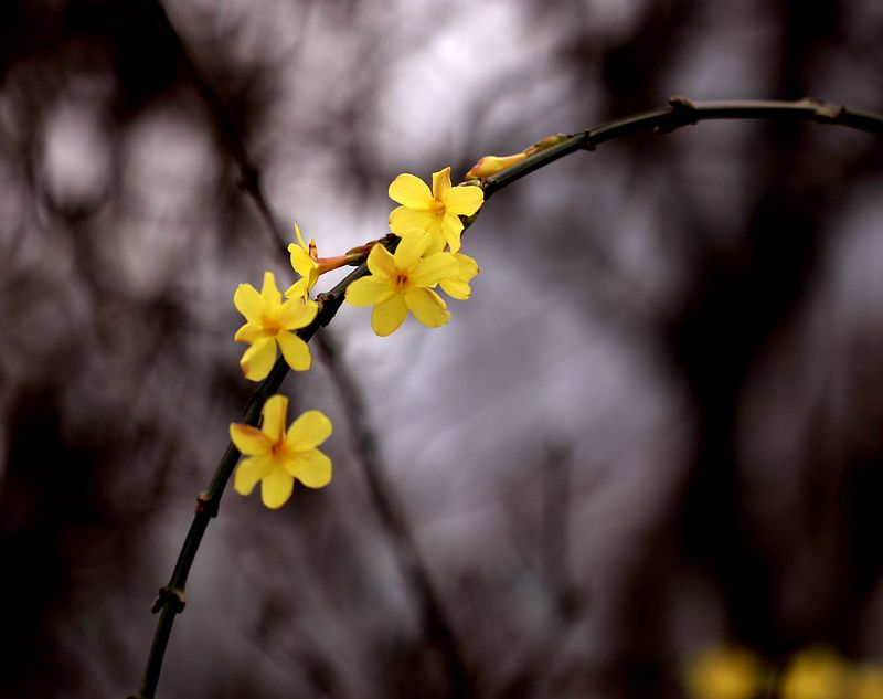 迎春花 024A.jpg