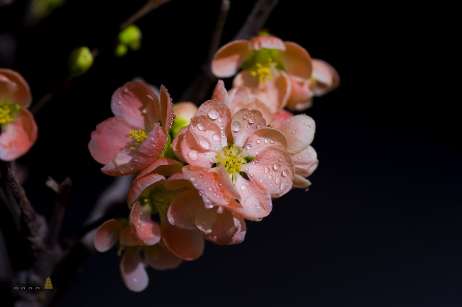 DSC_80551.jpg