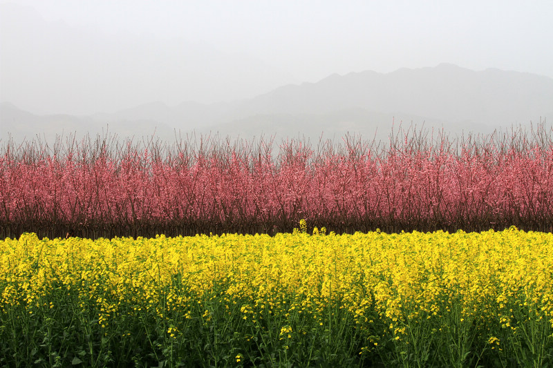 汉中油菜花 095.jpg
