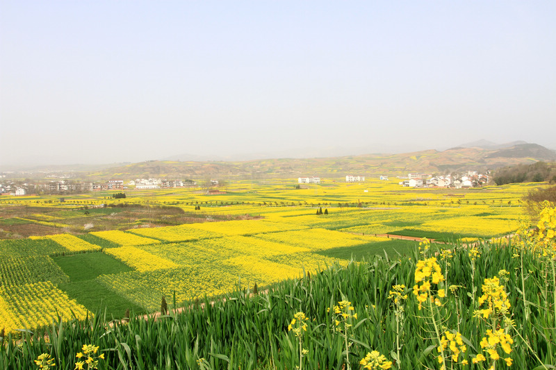 汉中油菜花 184.jpg