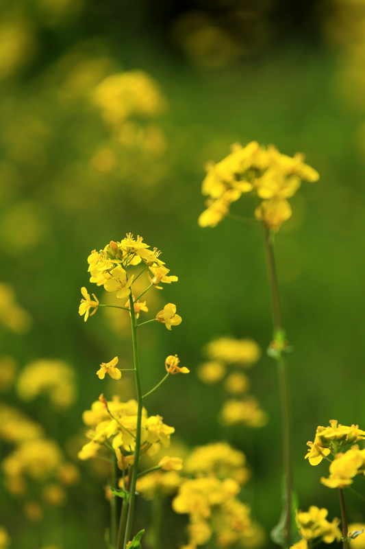 汉中油菜花 052.jpg