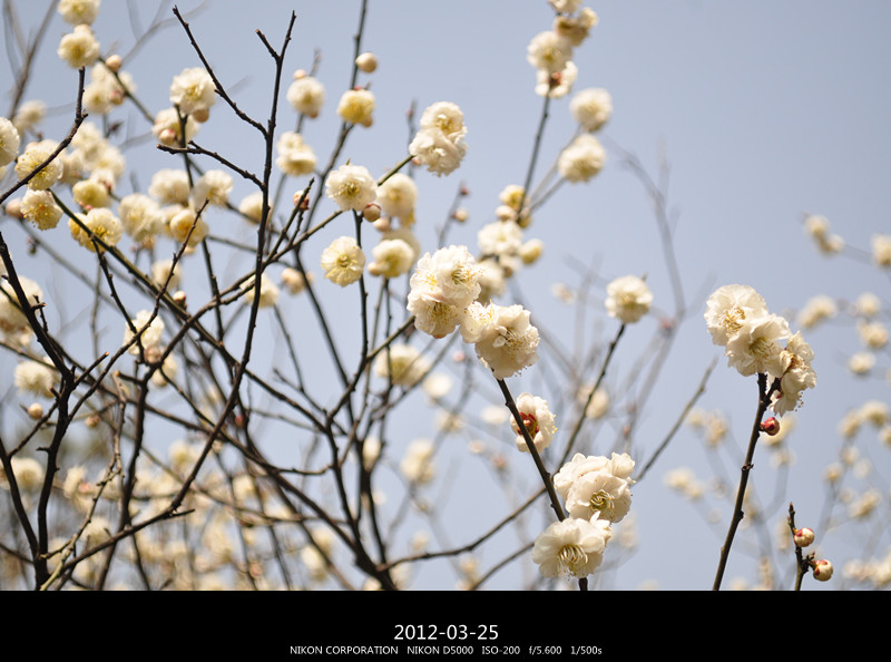 DSC_0087_副本.jpg