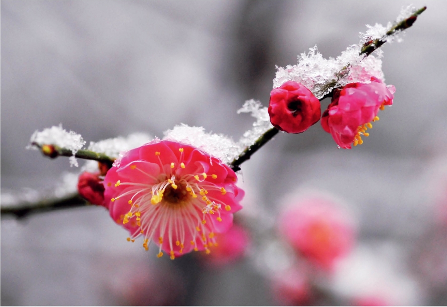 花之俏—邹南.jpg