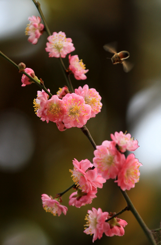 红梅花 008.jpg