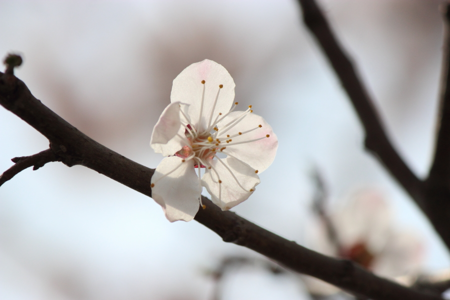 IMG_7382.JPG