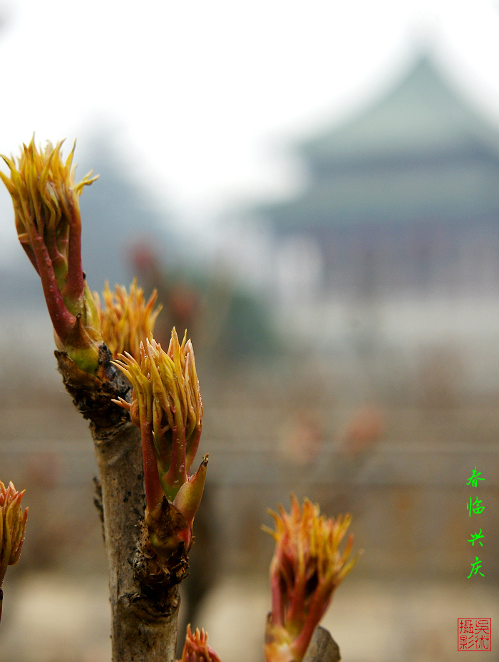 花08x2.jpg