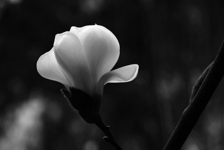 白玉兰花