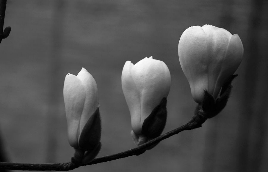 DSC_0330.JPG