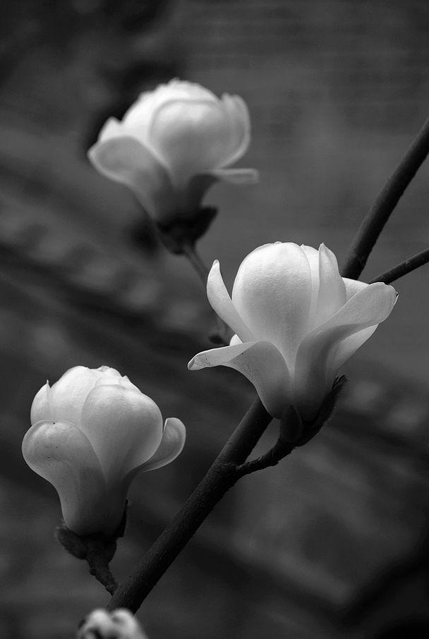 DSC_0333.JPG