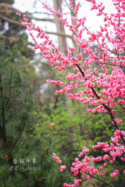 各种花_018.jpg
