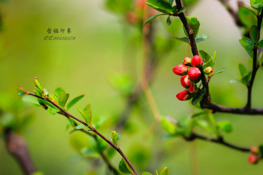 各种花-3.jpg