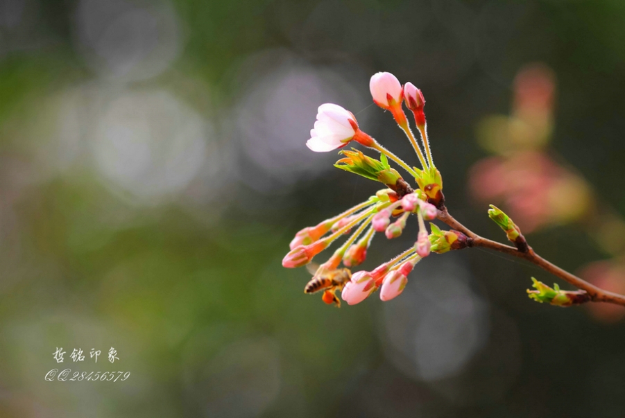 各种花-5.jpg