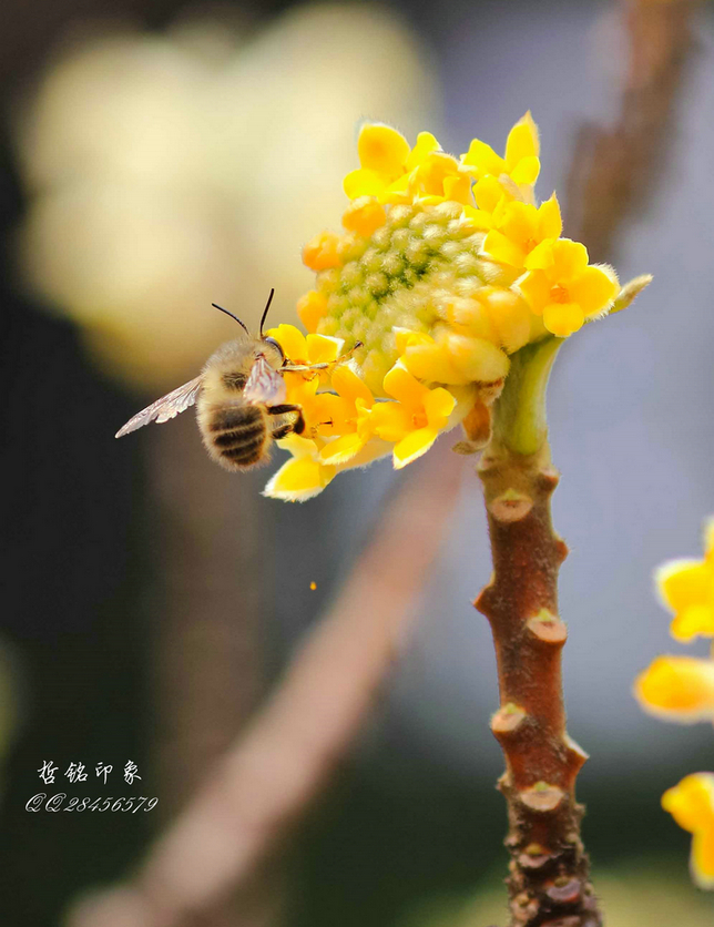 各种花-11.jpg