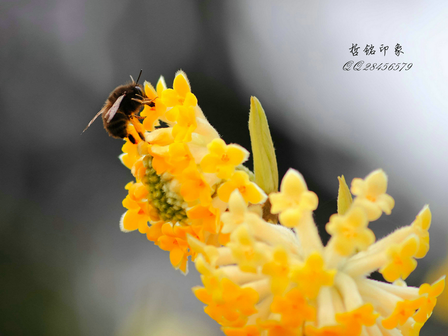 各种花-12.jpg