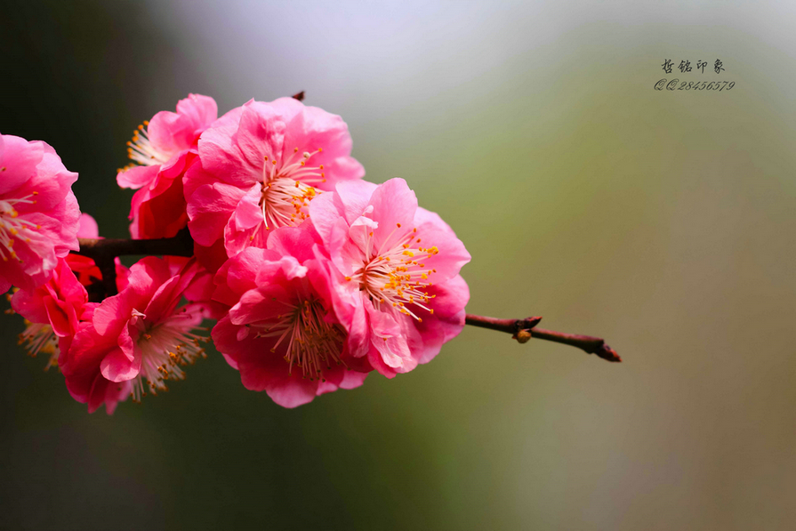 各种花-20.jpg