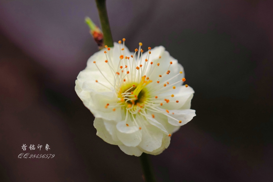 各种花-22.jpg