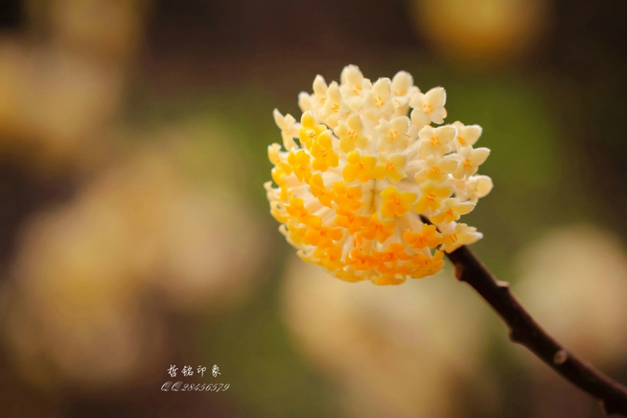 各种花-52.jpg