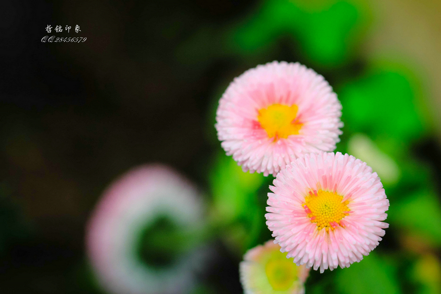 各种花-56.jpg