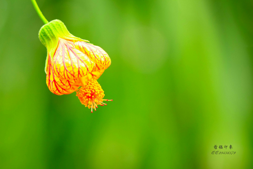 各种花-57.jpg