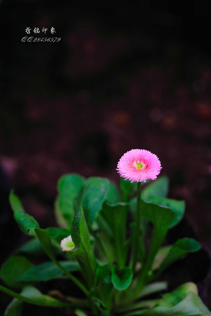 各种花-60.jpg