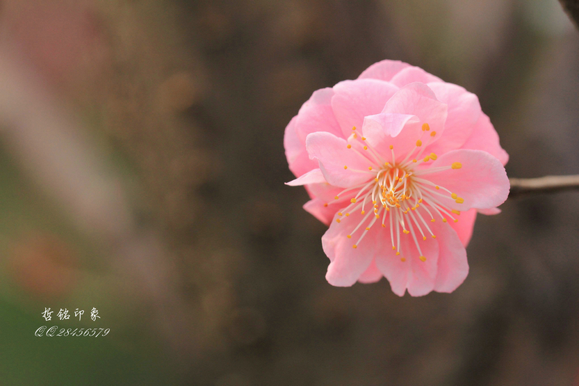 各种花-28.jpg