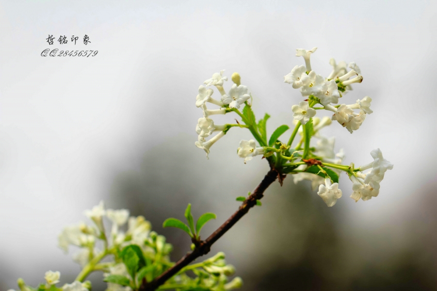 各种花-34.jpg