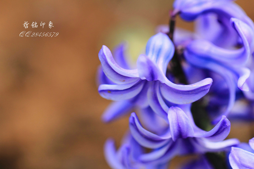各种花-38.jpg