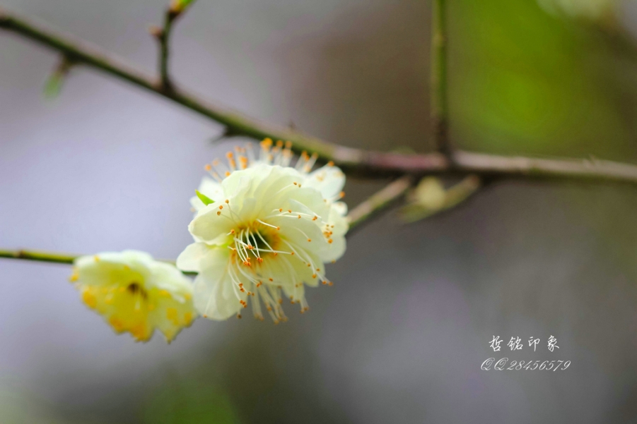 各种花-24.jpg