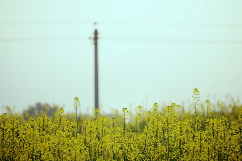 012-500x333.jpg