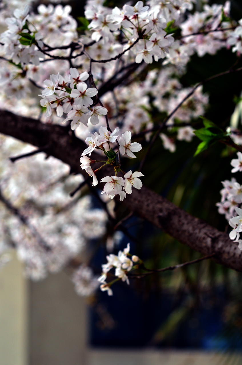 20120329 027.jpg