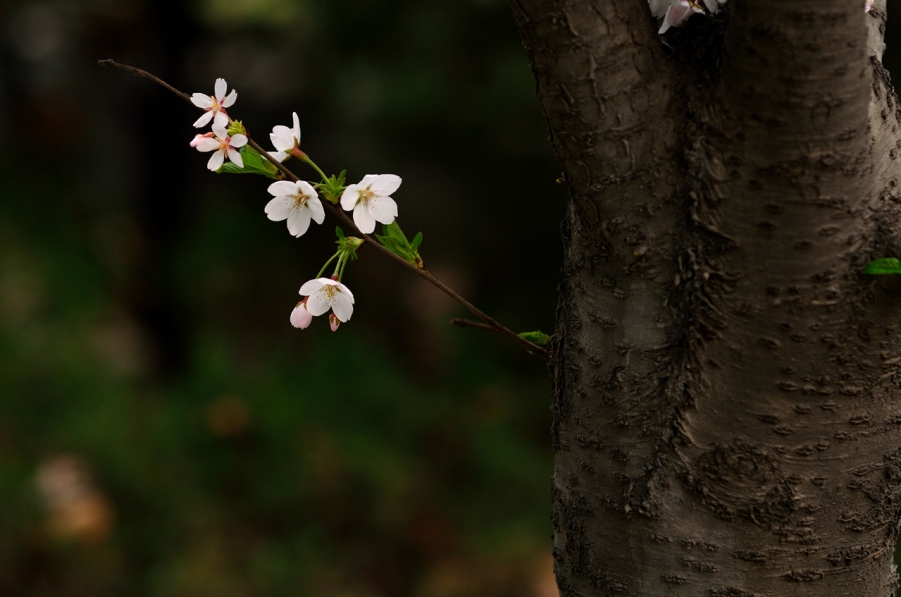 20120329 110.jpg