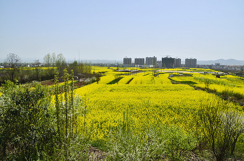 菜籽花