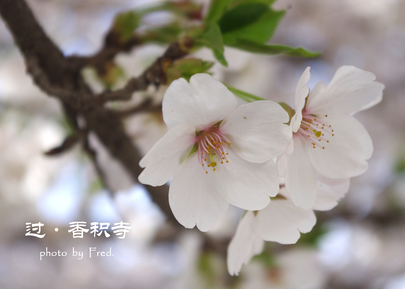IMGP9433.jpg
