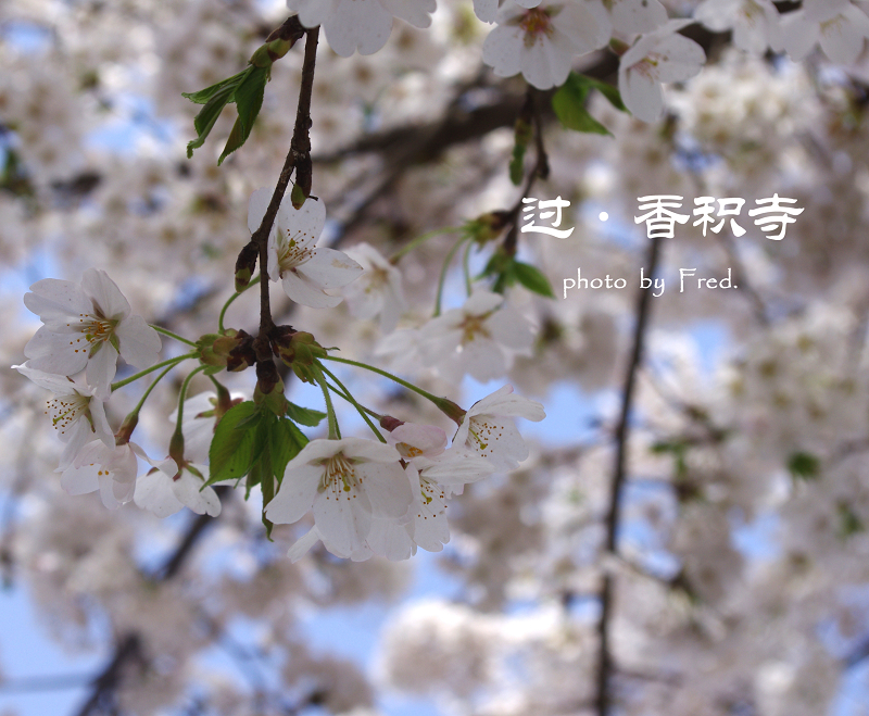 IMGP94181.jpg