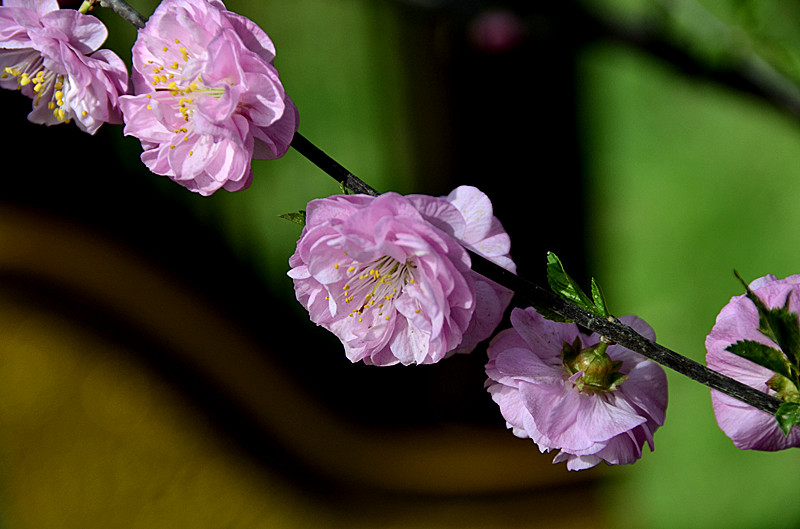 花卉