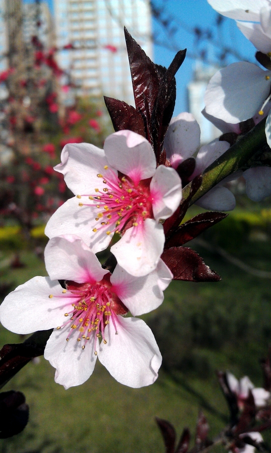 IMAG0165.jpg