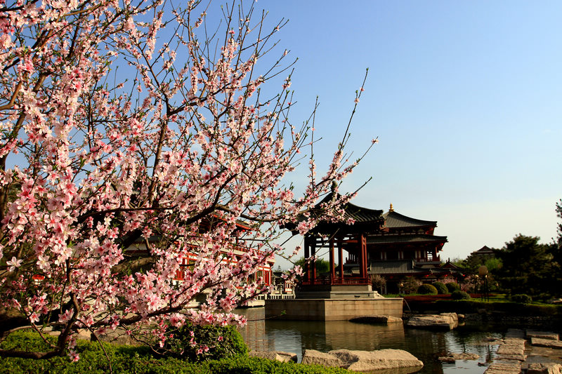 春光明媚芙蓉园 022.jpg