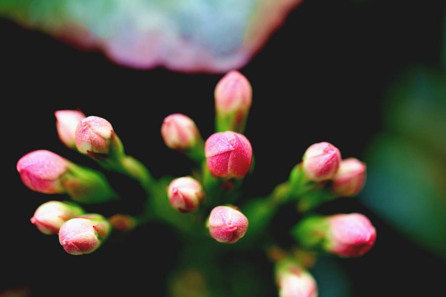 花卉集锦 045.JPG
